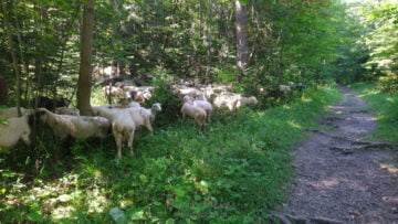 Zakopane Owce